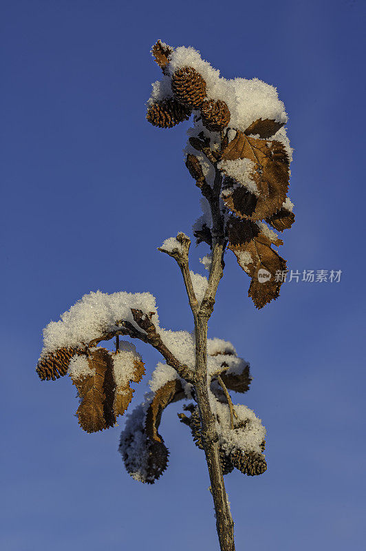 绿桤木，Alnus alnobetula，是一种常见的树广泛分布在阿拉斯加的大部分。Coldfoot,阿拉斯加。桦木科。